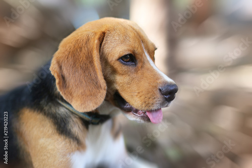 Portrait of a cute beagle dog  lying outdoor.