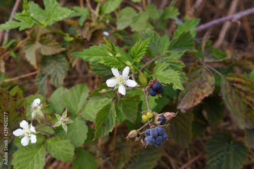 Früchte der wilden Brombeere - Kratzbeere (Rubus caesius) am Niederrhein