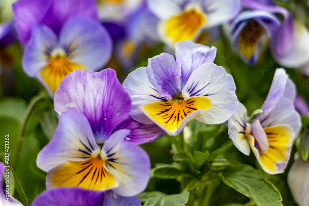 Viola cornuta Viola cornuta