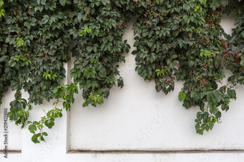 Ivy on a white fence.