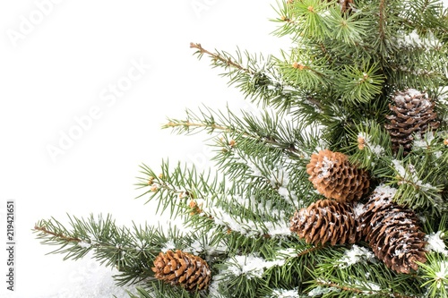 Fir Tree Branch With Cones and Snow