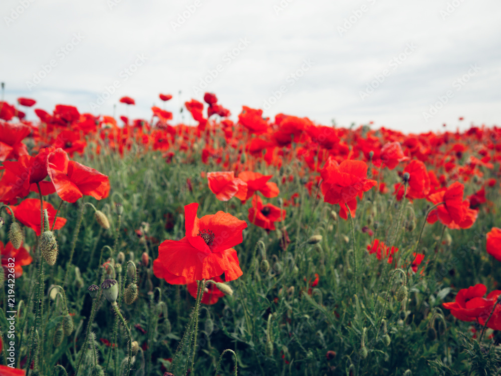 Fototapeta premium Poppy Field