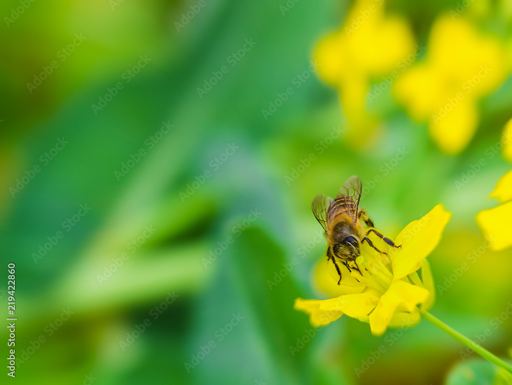 Bees have been parked on canola flowers to collect honey in the rapeseed in the spring, close-up