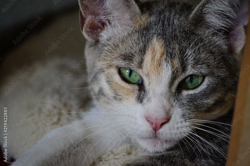 Fototapeta premium portrait of cat close up