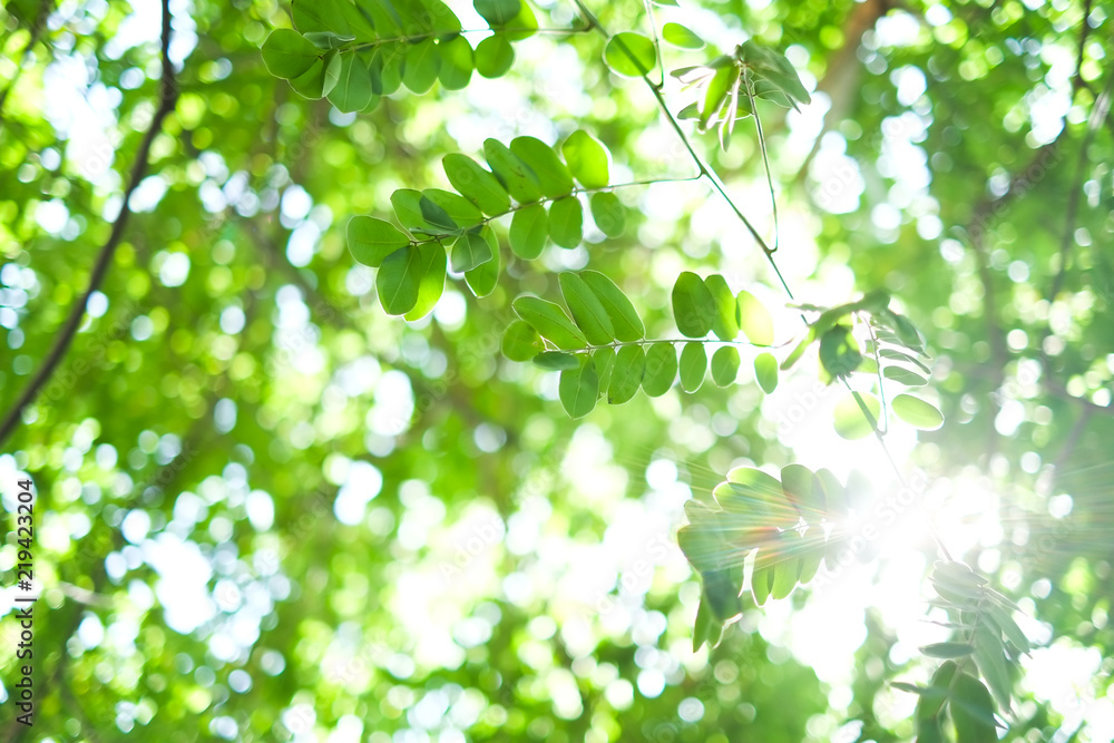 green leaf background on tree green leaf background on tree