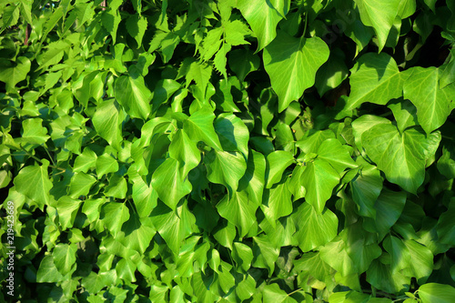 Wallpaper Mural Many green leafs of ivy cover a wall Torontodigital.ca