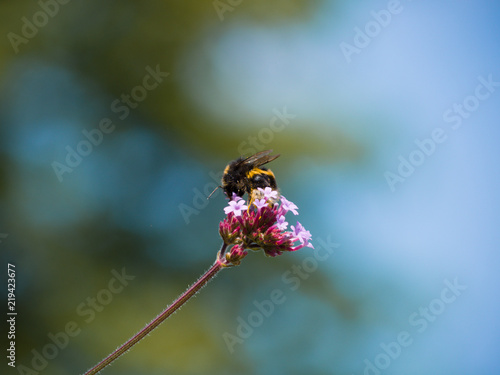Bee on Flower © Shaun