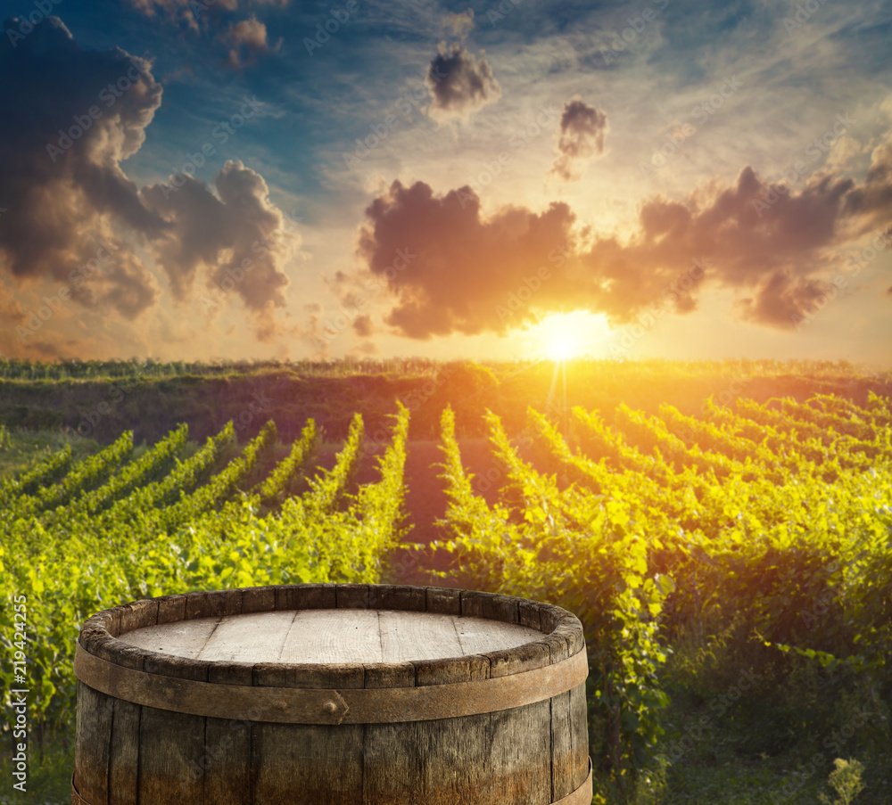 Extra wide panoramic shot of a summer vineyard shot at sunset
