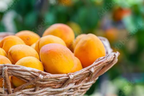 Ripe fresh organic apricots in the basket on the green background. Closeup, selective focus