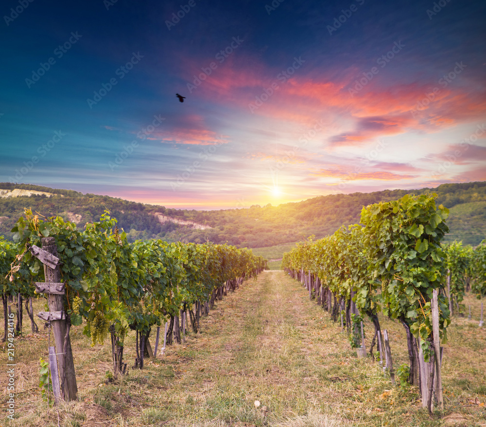 Fototapeta premium Extra wide panoramic shot of a summer vineyard shot at sunset