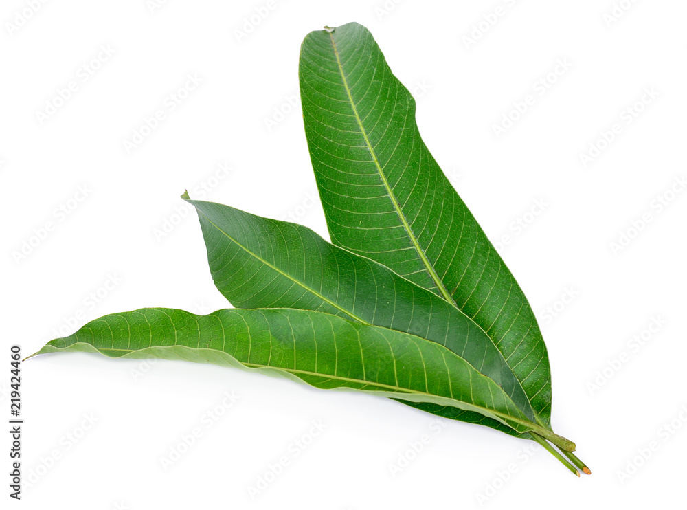 Fototapeta premium Mango leaves on a white background