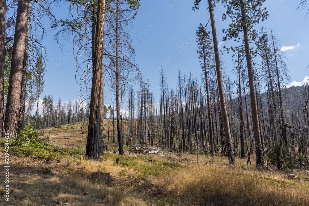 Yosemite Burnt Trees