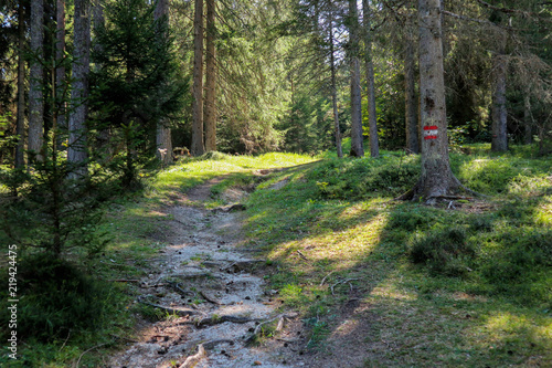 Wanderweg in Österreich