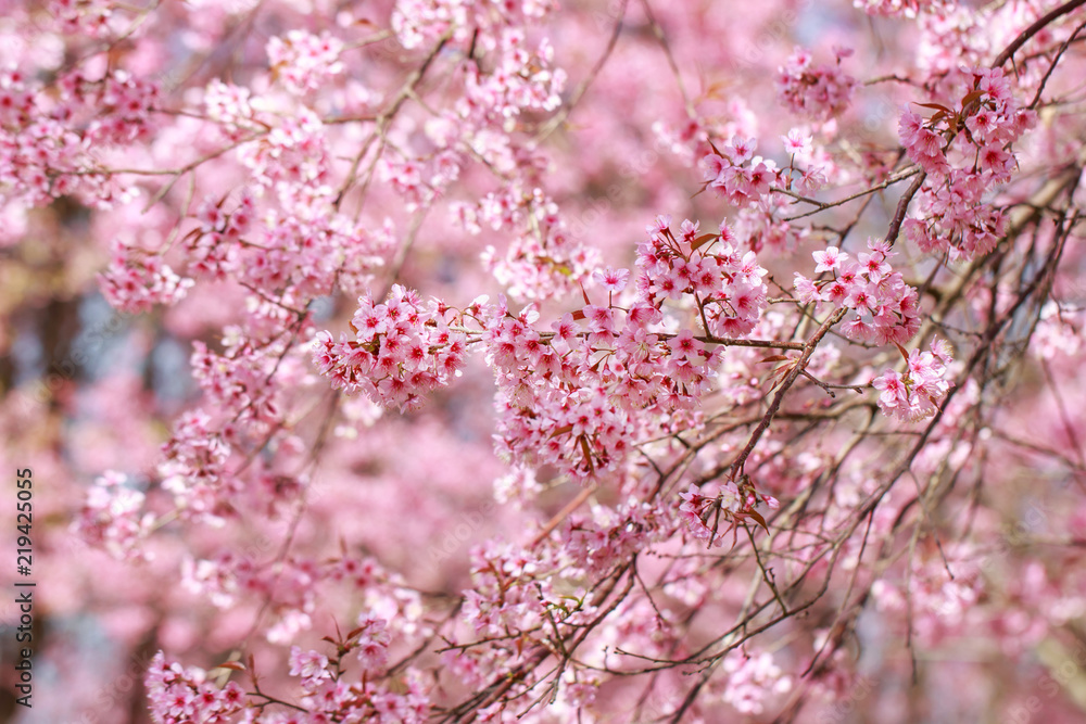Wild Himalayan Cherry Blossoms in spring season (Prunus cerasoides), Sakura in Thailand, selective focus Wild Himalayan Cherry Blossoms in spring season (Prunus cerasoides), Sakura in Thailand, selective focus