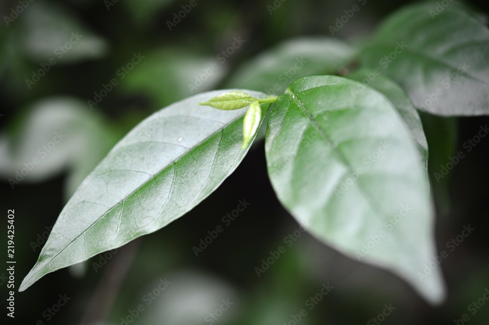 leaves in the tropical forest,Texture of green leaves, leaf in Forest. Garden and Green wall. Green abstract background. leaves in the tropical forest,Texture of green leaves, leaf in Forest. Garden and Green wall. Green abstract background.