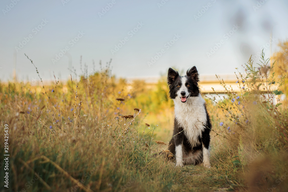 border collie dog beautiful sunny summer portrait walk in a beautiful flower field at dawn