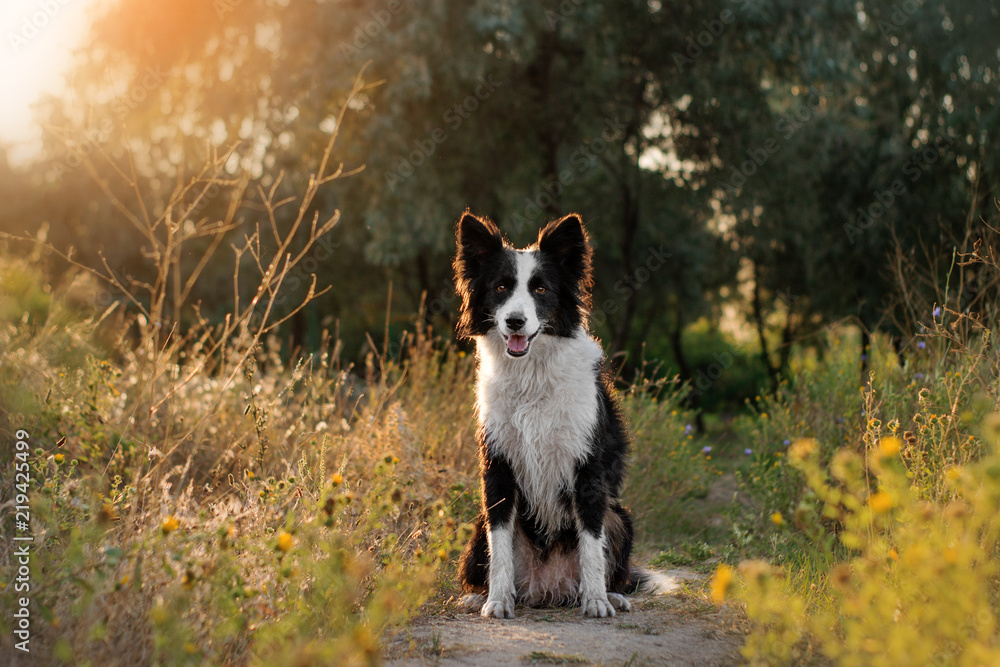 border collie dog beautiful sunny summer portrait walk in a beautiful flower field at dawn