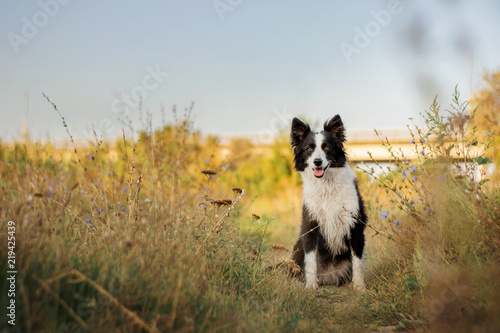 border collie dog beautiful sunny summer portrait walk in a beautiful flower field at dawn © Kate