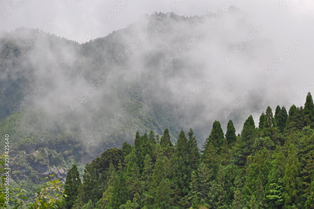 Forests and fogs in the mountains in Taiwan