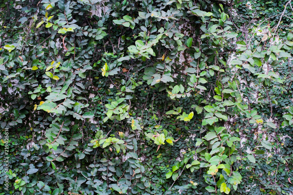 climbing green ivy on the weathered white wall climbing green ivy on the weathered white wall