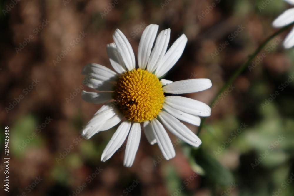Fototapeta premium Straußblütige Wucherblume