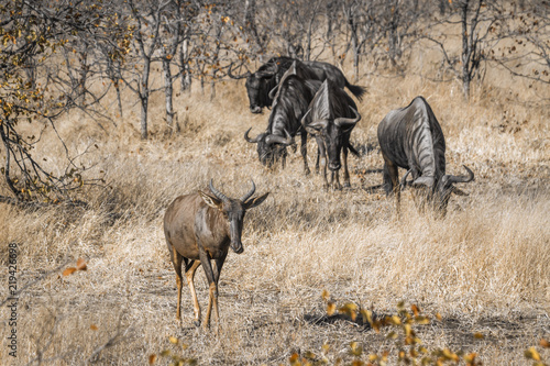 Fototapeta Naklejka Na Ścianę i Meble -  Common tsessebe and Blue wildebeest  in Kruger National park, South Africa ; Specie Damaliscus lunatus lunatus family of Bovidae
