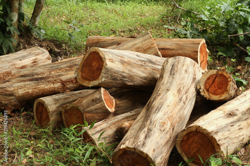 Pile of wood logs, Siamese or Thailand rosewood photo
