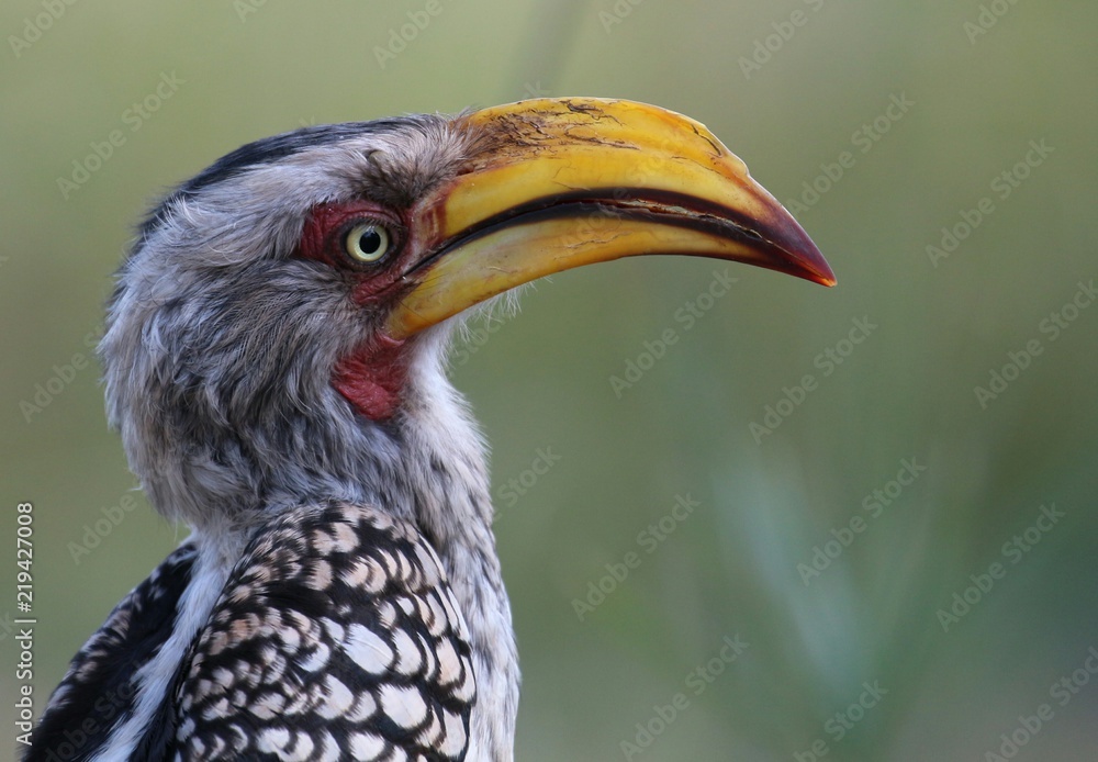 Hornbill side portrait