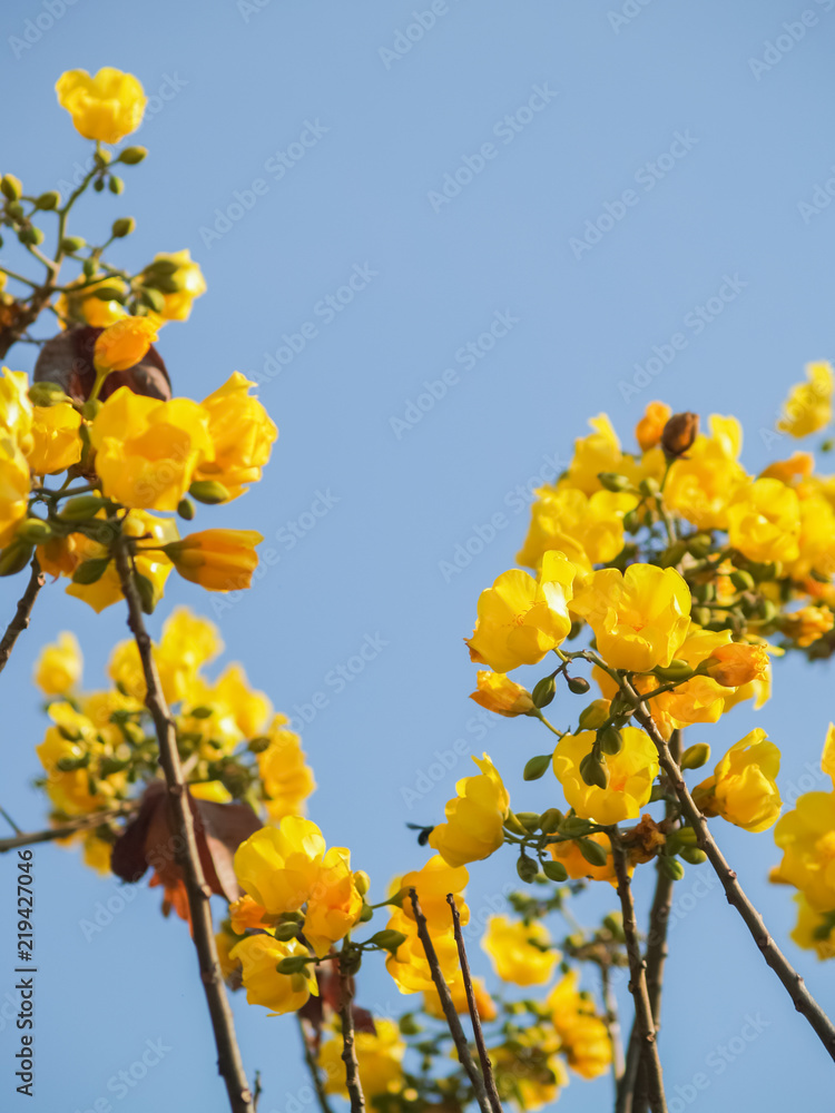 Yellow silk cotton tree flowers Yellow silk cotton tree flowers