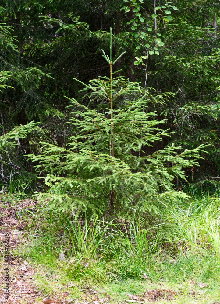 Wild young spruce in the coniferous forest