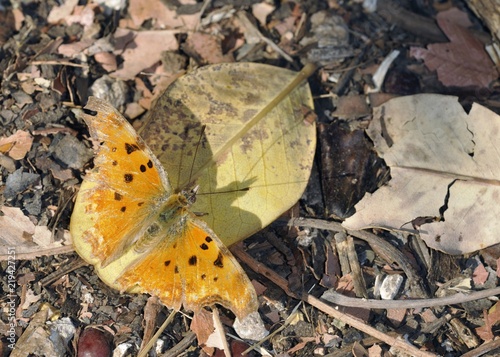 Polygonia egea (Southern Comma), Crete photo