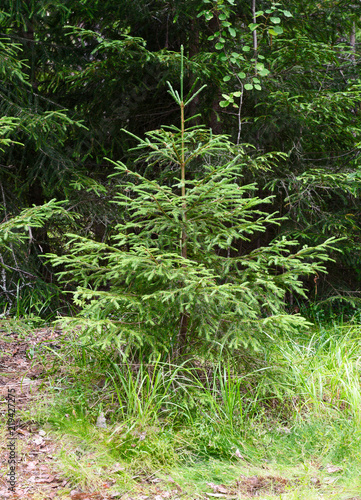 Wild young spruce in the coniferous forest