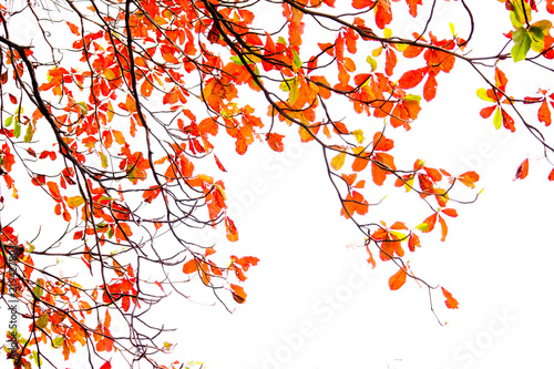 autumn leaf isolated on white background with copyspace