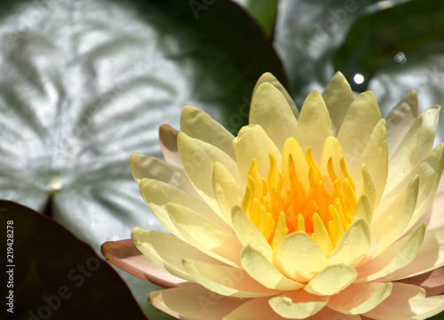 Peachy yellow Waterlily, nymphaea mangkala ubol photo