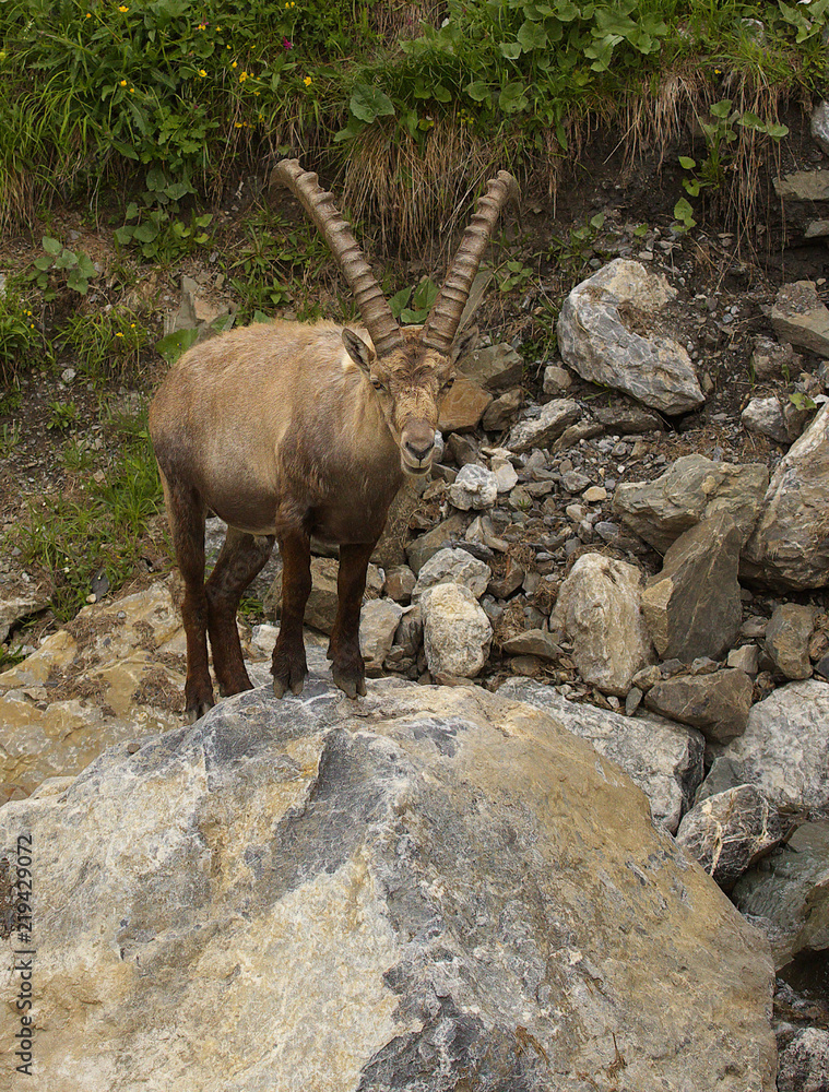 Watching alpine ibex with long horns standing on the stone Watching alpine ibex with long horns standing on the stone