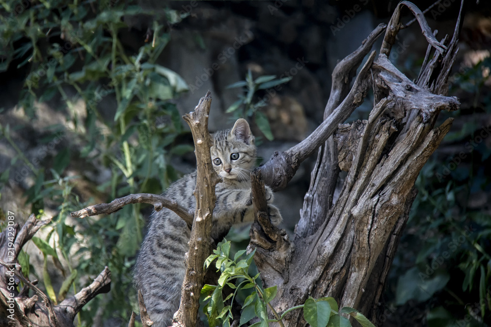 Wildcat kitten.
