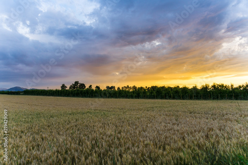 Germany, Colorful sunset summer sky over corn field landscape