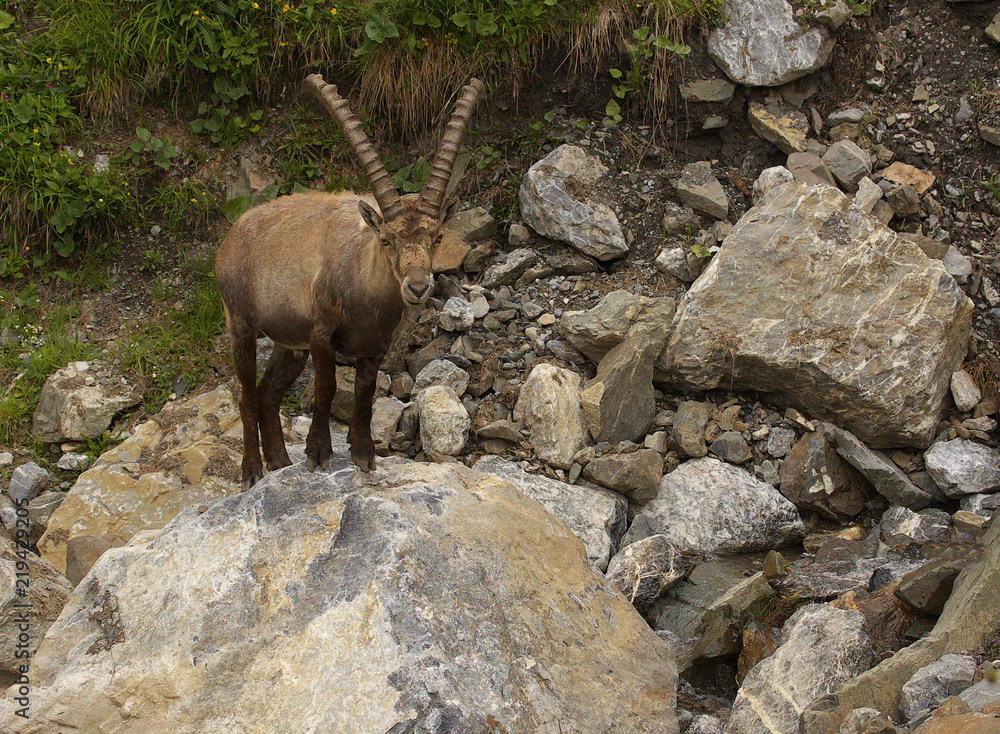 Watching alpine ibex with long horns standing on the stone