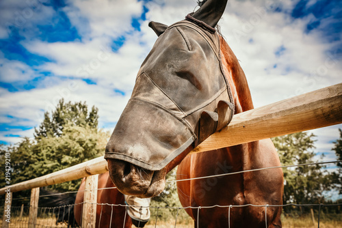 Fototapeta Naklejka Na Ścianę i Meble -  Horse on field wearing  protection mask.
