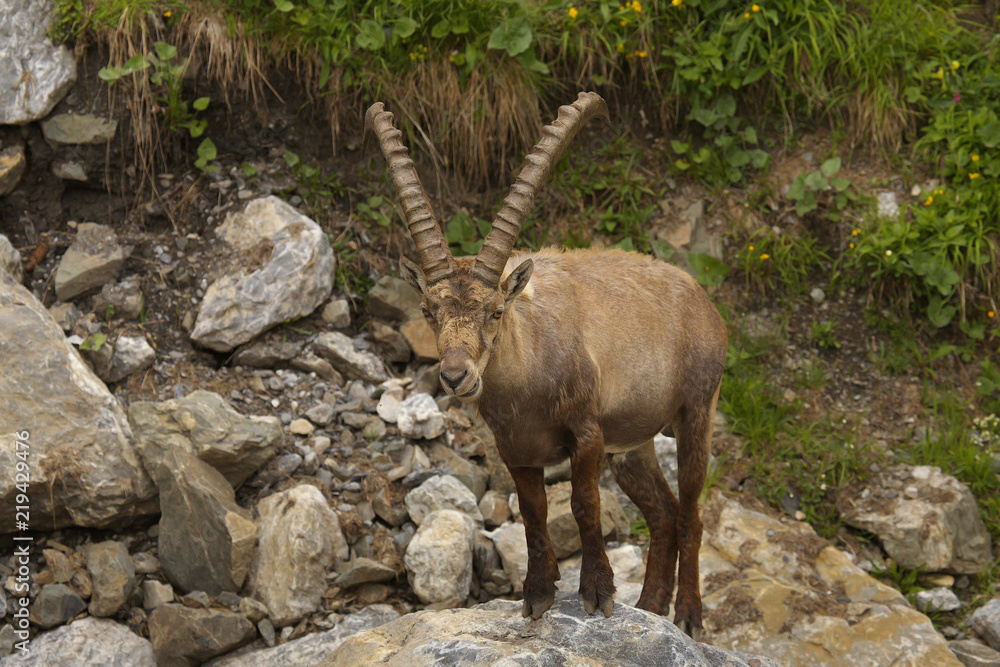Watching alpine ibex with long horns standing on the stone
