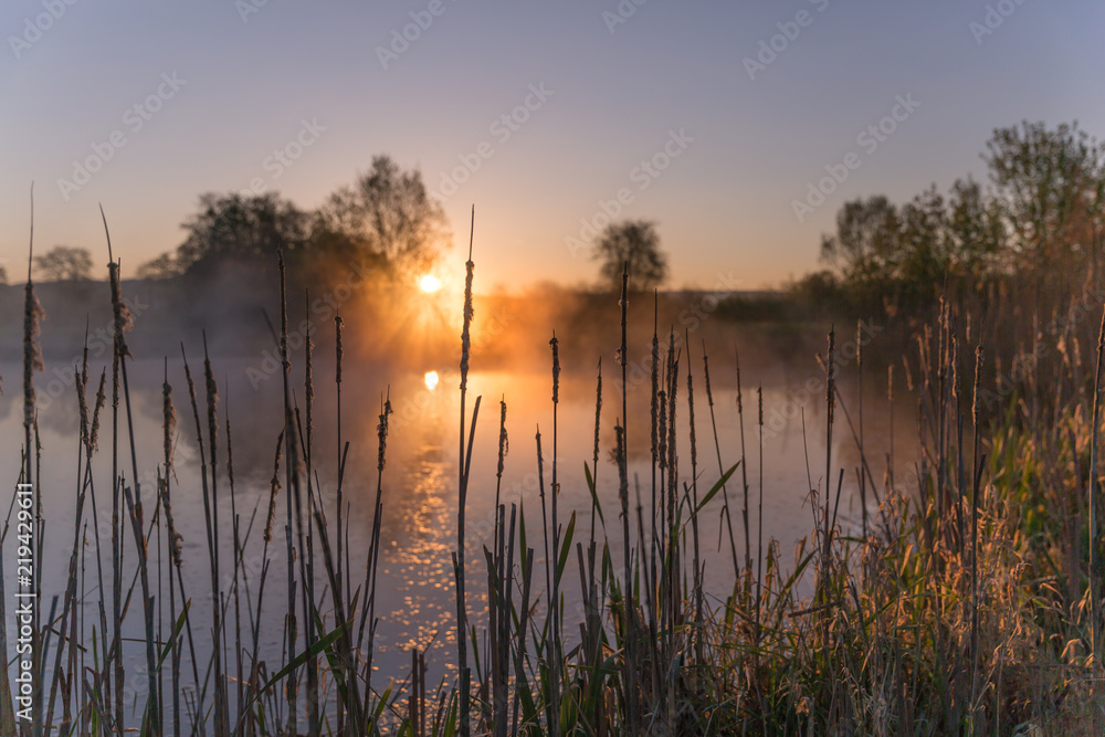Sunrise Light Piercing Through Mist and Trees and Reflecting in Lake Behind Cat’s Tails. Sunrise Light Piercing Through Mist and Trees and Reflecting in Lake Behind Cat’s Tails.