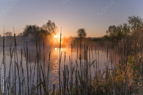 Sunrise Light Piercing Through Mist and Trees and Reflecting in Lake Behind Cat   s Tails.