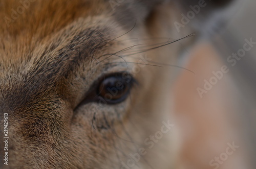 Maral (red deer) in the reserve. a group of deer on an animal farm © malykalexa777
