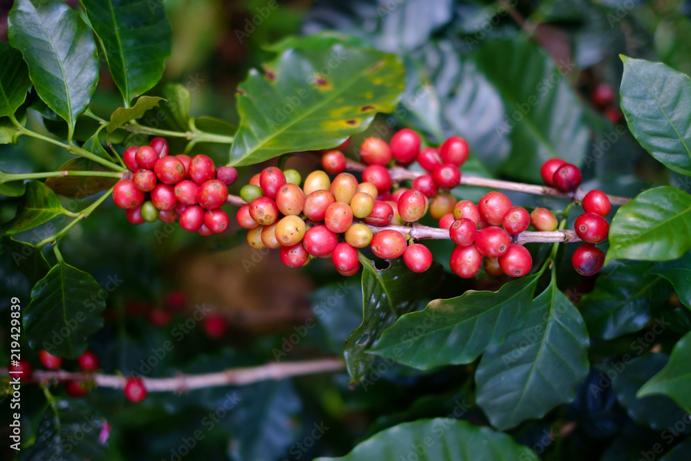 Ripe Coffee beans on tree in thailand Ripe Coffee beans on tree in thailand