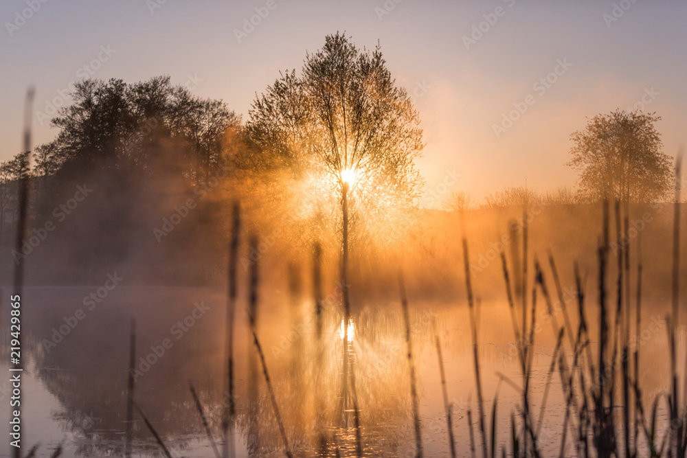 Sunrise Light Piercing Through Mist and Trees and Reflecting in Lake Behind Cat’s Tails. Sunrise Light Piercing Through Mist and Trees and Reflecting in Lake Behind Cat’s Tails.