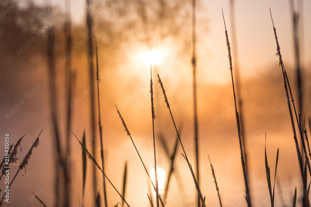 Sunrise Light Piercing Through Mist and Trees and Reflecting in Lake Behind Cat’s Tails. Sunrise Light Piercing Through Mist and Trees and Reflecting in Lake Behind Cat’s Tails.