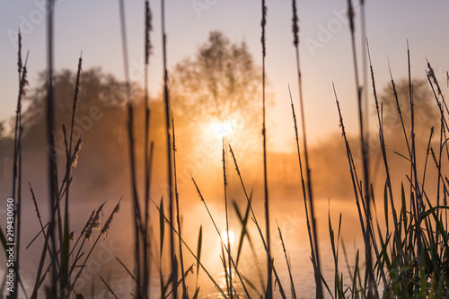 Sunrise Light Piercing Through Mist and Trees and Reflecting in Lake Behind Cat   s Tails.