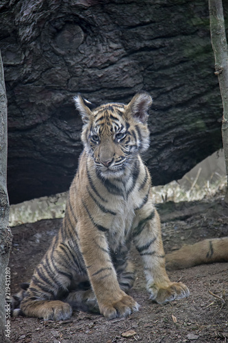 Sumatran tiger cub.