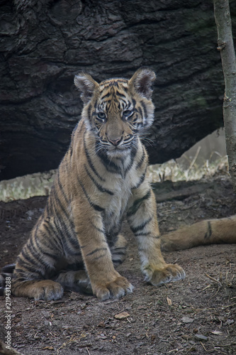 Sumatran tiger cub.