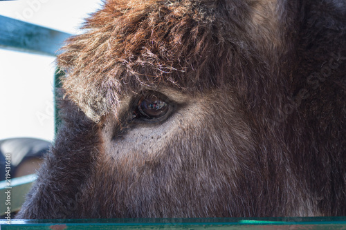 Wallpaper Mural Eye of a brown donkey seen from close up Torontodigital.ca